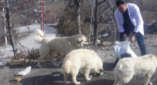 Alanya Belediyesi'nden can dostlara yardım eli