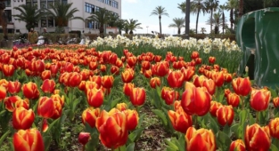 Alanya’da baharın müjdecisi laleler yine anılardaki yerini aldı