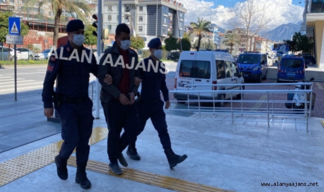Alanya’da evinin bahçesinde kenevir yetiştiren genç yakalandı
