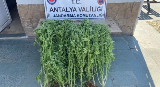 Alanya’da jandarmadan seraya kenevir baskını 