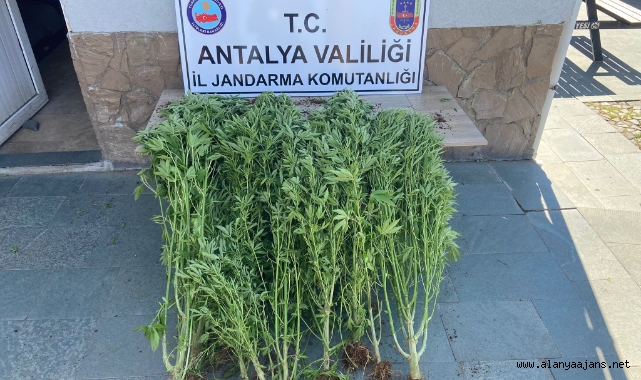 Alanya’da jandarmadan seraya kenevir baskını