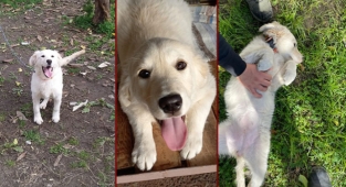 Alanya'da kayıp köpek 'Jeny' her yerde aranıyor