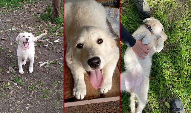 Alanya'da kayıp köpek 'Jeny' her yerde aranıyor