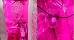 Alanya’da kenevir yetiştirmek için düzenek kurulan eve baskın