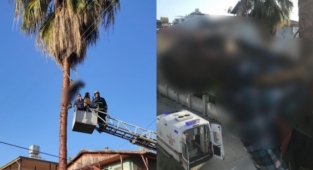 Alanya'da ölüm ağaç üstünde yakaladı