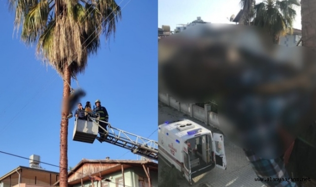 Alanya'da ölüm ağaç üstünde yakaladı
