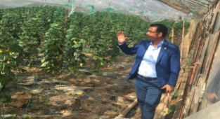 Alanya'da seralar zarar gördü