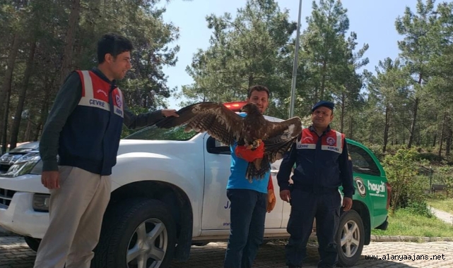 Alanya'da uçamayan kartala yardım eli