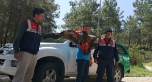 Alanya'da uçamayan kartala yardım eli