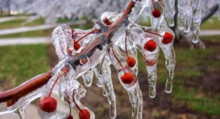Alanyalı üreticiye zirai don uyarısı!