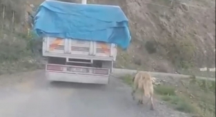 Gazipaşa’da köpeği kamyonun arkasına bağlayıp koşturdu