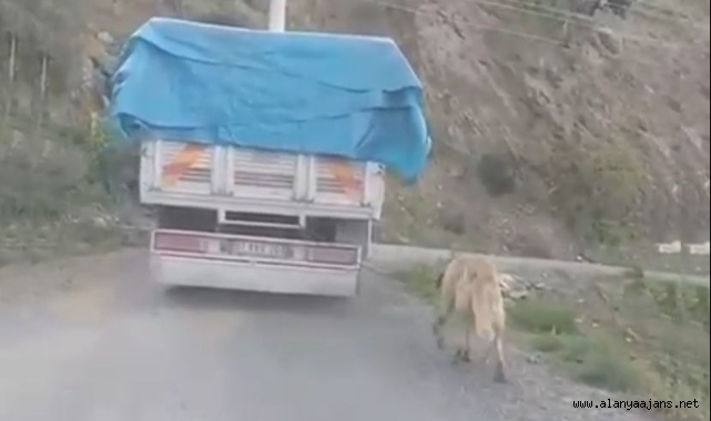 Gazipaşa’da köpeği kamyonun arkasına bağlayıp koşturdu