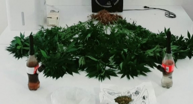 Alanya'da gardırop içerisinde kenevir yetiştiren şüpheli yakalandı