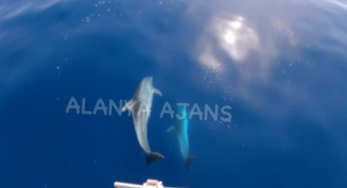Alanya’da tur teknesine yunuslar eşlik etti