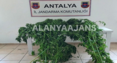 Alanya’da jandarmadan seraya kenevir baskını