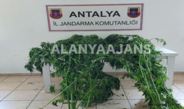 Alanya’da jandarmadan seraya kenevir baskını