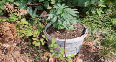 Alanya’da jandarmadan uyuşturucu baskını!