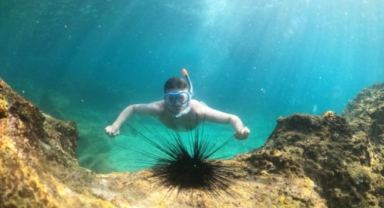 Alanya´da sualtı canlıları turistlerin ilgi odağı oldu