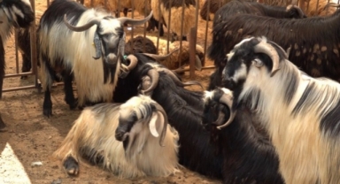 Alanya Müftülüğü’nden vatandaşlara kurbanlık uyarısı