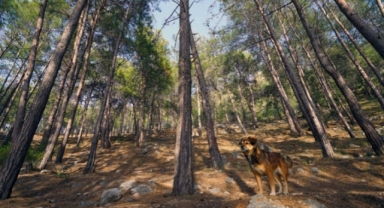 ‘Senin Gözünden Orman Fotoğraf Yarışması’nın birincisi Alanya’dan