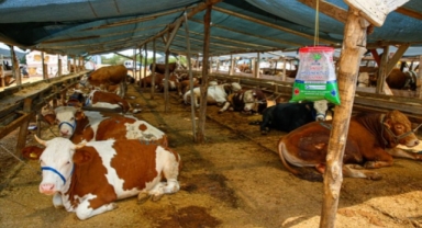 Alanya'da kurban satış ve kesim noktaları ilaçlanıyor