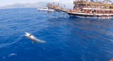 Alanya’da yunuslar turistlere gösteri yaptı