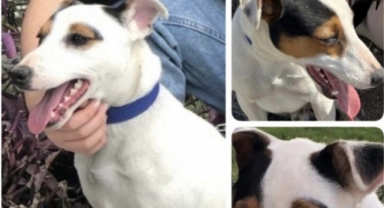 Alanya'da Tom'u bulana ödül verilecek