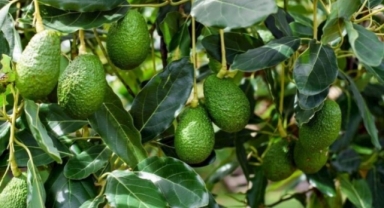 Avokadonun kitabı çıktı! Yarın Alanya’da tanıtılacak