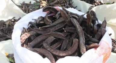 Alanya’da 320 kilogram keçiboynuzu çalındı