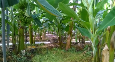 Alanya’da muz serasından 40 bin TL’lik elektrik kablosu çalındı