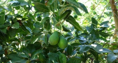 Alanya’da 1000 adet avokado çaldılar