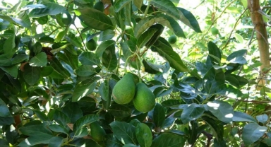 Alanya’da 500 adet avokado çaldılar