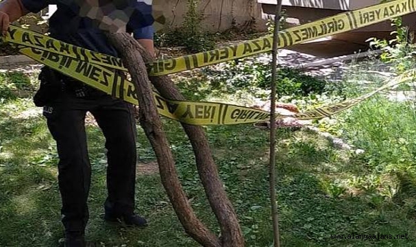 Alanya’da zeytin ağacından düşen adam öldü