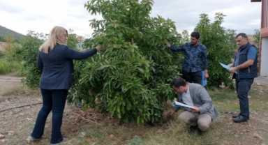 ‘En Güzel Avokado’ için jüri değerlendirmesini yaptı