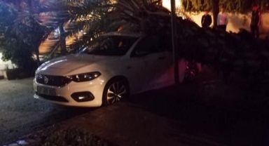 Alanya’da park halindeki aracın üzerine ağaç devrildi