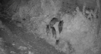 Alanya’da yiyecek arayan domuz sürüsü görüntülendi