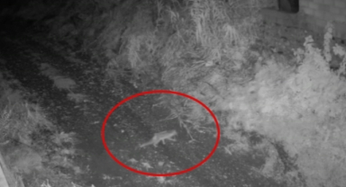 Alanya'da yiyecek arayan tilki görüntülendi