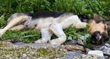 Alanya’da köpekleri zehirleyip öldürdüler