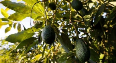 Alanya’da bahçeden 2 bin adet avokado çaldığı belirlenen şüpheli serbest kaldı