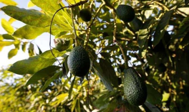 Alanya’da bahçeden 2 bin adet avokado çaldığı belirlenen şüpheli serbest kaldı
