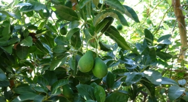 Alanya’da avokado hırsızı jandarmadan kaçamadı