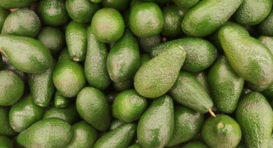 Alanya’da bir depodan 400 adet avokado çalındı