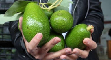 Alanya’da avokado ve kablo hırsızı serbest kaldı!