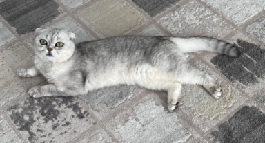 Alanya’da kaybolan ‘Nazlı’yı bulana para ödülü verilecek