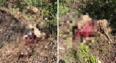 Alanya’da aç kalan çakallar mahalleye indi