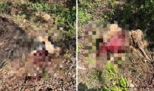 Alanya’da aç kalan çakallar mahalleye indi