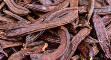 Alanya’da 120 kilogram keçiboynuzu çalan 3 genç serbest bırakıldı