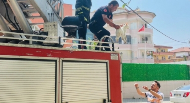 Alanya’da ağaçta mahsur kalan kedi itfaiye ekiplerince kurtarıldı