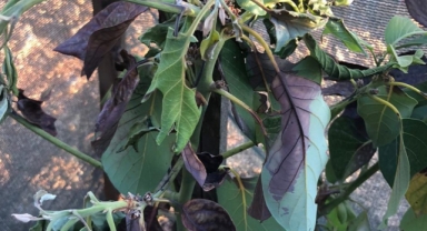 Alanya'da avokadolar dökülüyor