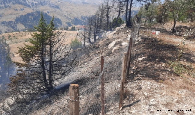 Alanya'da ağaçlık alanda çıkan yangın söndürüldü